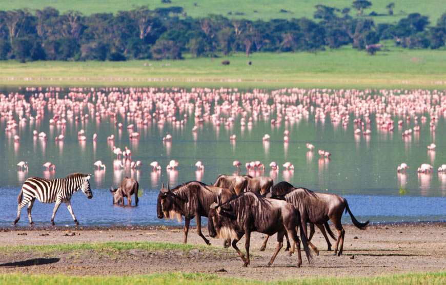 3 Day Serengeti Safari | Serengeti National Park & Ngorongoro Crater
