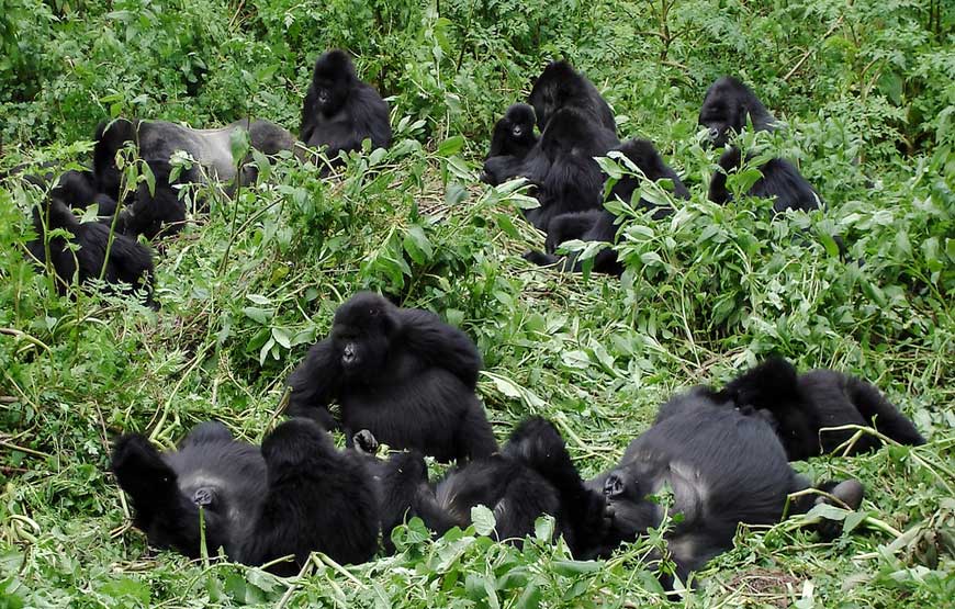 <span> Day 9 </span> Bwindi National Forest (Gorilla Tracking) and Lake Bunyonyi 