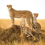 10-days-Uganda-Safari-national-park