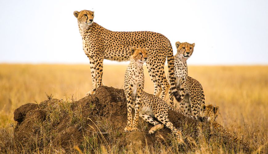 10-days-Uganda-Safari-national-park