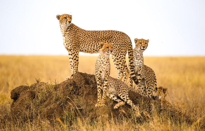 10-days-Uganda-Safari-national-park
