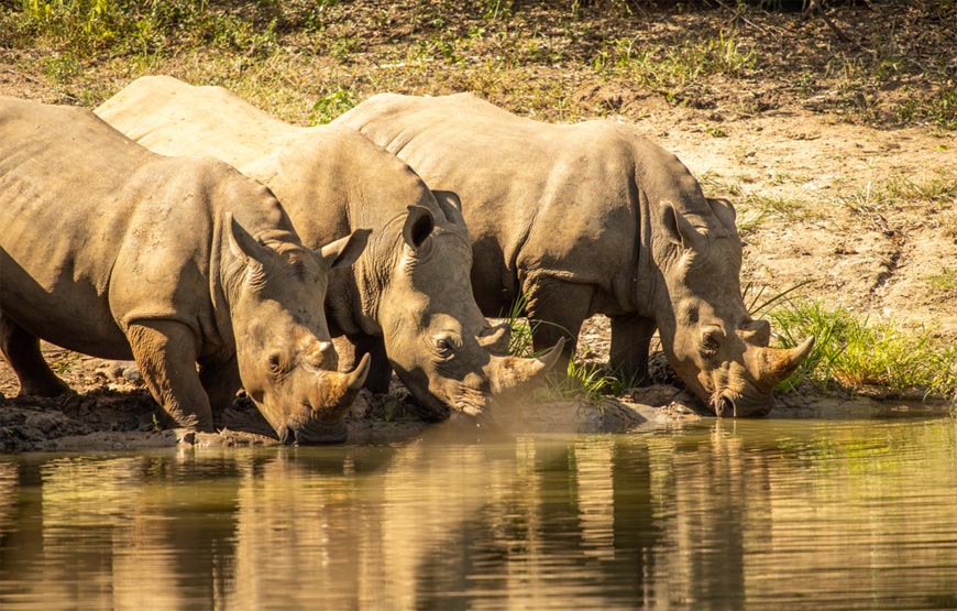 <span> Day 2 </span> Kampala to Murchison Falls National Park via Ziwa Rhino Sanctuary 