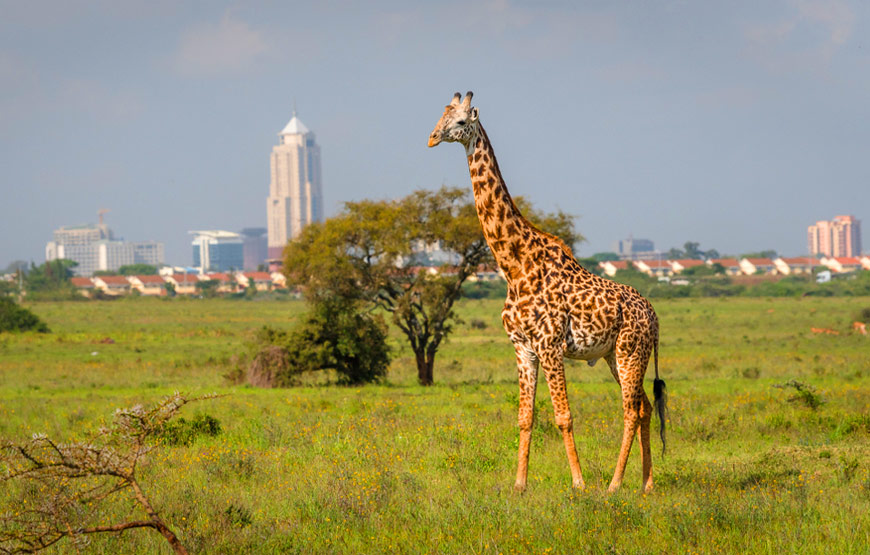 <span> Day 7</span> End of 7 days Kenya Safari, depart for Nairobi