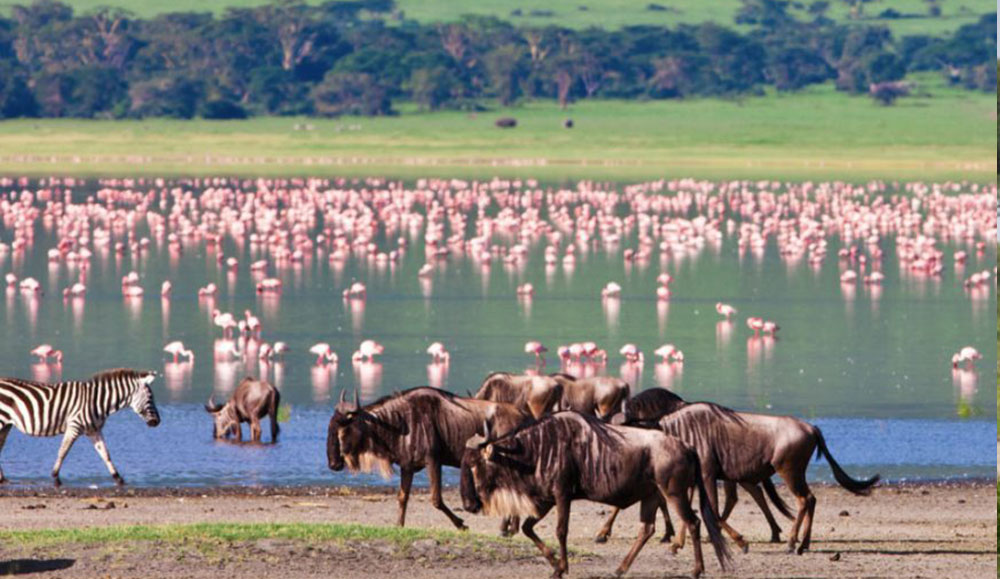 5 Day Tanzania Safari Big 5, Parks, & Reserves