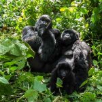 6-days-Uganda-Safari-Bwindi-Park