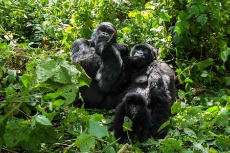 Visiting Gorillas in Uganda