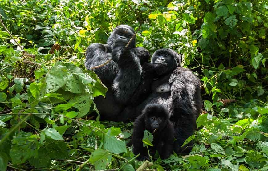 6-days-Uganda-Safari-Bwindi-Park