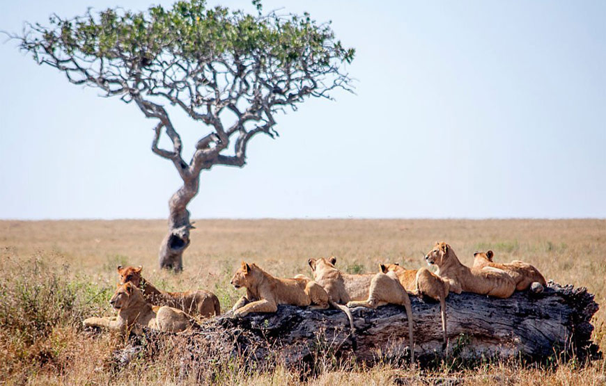 6 Days Kenya Safari from Nairobi