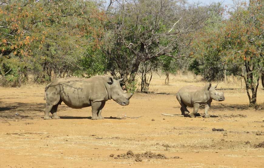 <span> Day 1</span> Kampala - Ziwa Rhino Sanctuary - Murchison Falls National Park