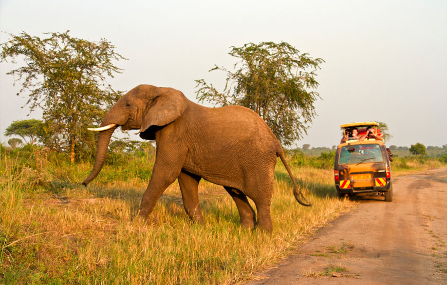 7 Days Uganda Safari