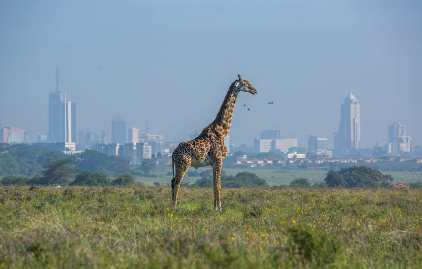 <span> Day 6 </span>  Day 6: End of 6 days Kenya Safari