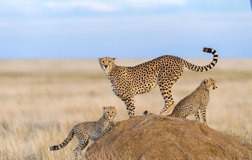 7 Days Kenya Safari | Wildlife Attractions